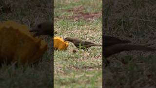 Sanhaço de Coqueiro Palm Tanager Thraupis palmarum birds freebirds nature [upl. by Deirdra624]