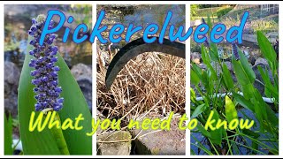 Pickerelweed quotWhat it does how to maintain and the many benefitsquot [upl. by Ecneitap]