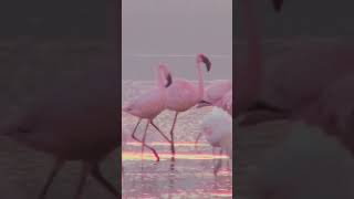 STOP Believing These Flamingo Myths [upl. by Nwahsd]