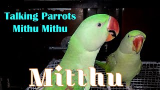 Parrot Natural Sounds  Parrot Talking [upl. by Kutchins782]