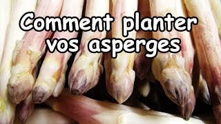 Réussir la plantation des Asperges blanches et vertes [upl. by Rj]