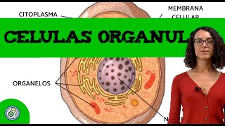 Células y orgánulos 2 🧫 Ejercicio resuelto EBAU EvAU PAU [upl. by Mcknight]