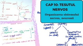 ADMITERE MEDICINA BARRONS TESUTUL NERVOS 13 Organizarea sistemului nervos neuronii [upl. by Htabazile]