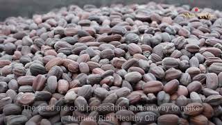 How to make Cold Pressed Jojoba Oil  Making of Jojoba Oil at SNAANA [upl. by Elfrieda]