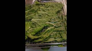 Dehydrating Watercress Leaves For Pantry Storage [upl. by Eeresid]