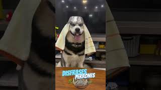 Disfraces Perrones animales animals perros dog funny divertido pets mascotas [upl. by Etnor17]