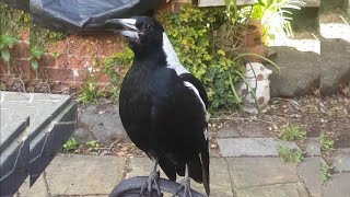 Australian magpie singing to me shorts [upl. by Raman]