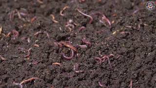 bhuvita soil farming awpl organic [upl. by Hoppe]