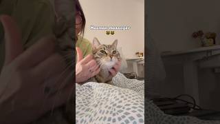 Hooman massager 😸 funny youtubeshorts cat catlover catlovers catvideos cats catshorts asmr [upl. by Murrell]