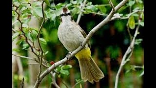 yellow vented Bulbul [upl. by Yeltneb]