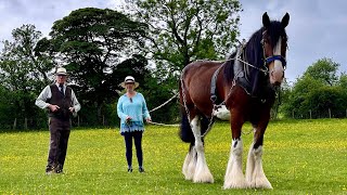 SHIRE HORSE EXPERIENCE DAY  SHROPSHIRE HILLS AONB [upl. by Elaina]