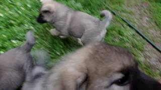 Norwegian Elkhound Puppies at 7 Weeks Playing [upl. by Ahsayn]