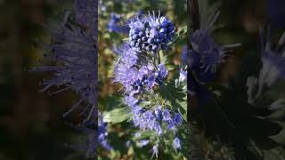 КАРИОПТЕРИС🌸CARYOPTERIS🐝BARBULA☀️30092024 [upl. by Nelehyram]