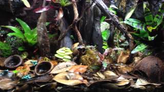 D auratus quotEl Copequot 95 gallon Vivarium [upl. by Alleinad392]