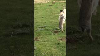 Bolting To The Dogs rabbiting ferreting hunting lurcher sukithesaluki rabbitexpress working [upl. by Treva]