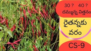 Cropwell seeds  CS9 mirchi seeds [upl. by Akcimahs]