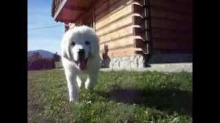 Owczarek podhalański Polish Tatra Sheepdog  Śnieżka [upl. by Alet]