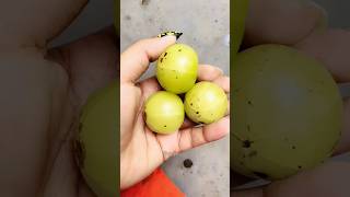 amla juice benefits amlajuice health benifits shorts bipashaojha6435 [upl. by Latif181]