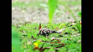 HOOPOE HUDHUD bird captured while she eating in forest Hudhud bird copyright free videos [upl. by Alyse]