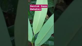 BENTUK DAUN MAHABAI Polyalthia sumatrana [upl. by Ramar996]