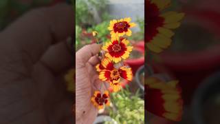 Coreopsis  blooming gardening shorts youtubeshorts [upl. by Beaumont]