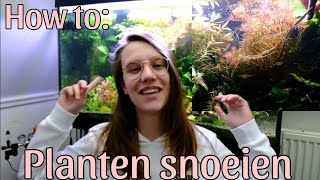 Hoe snoei je Aquariumplanten in Aquascape terug in vorm Stap voor stap uitgelegd Nickey [upl. by Nahtal582]