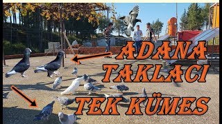 Adana Kuşu İle Taklacı Aynı Kümesde Fenaa [upl. by Ogeid434]