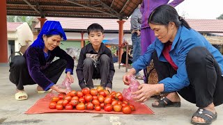 Poor boy  Harvesting tomatoes to sell at the market  Feed pigs and ducks  Cooking outdoors [upl. by Maillij]