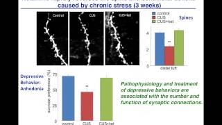 Neurobiology of Stress Depression and Antidepressants Remodeling Synaptic Connections [upl. by Borries40]