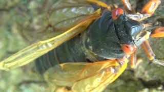 Brood II 2013 Magicicada septendecim cicada calling on bark a classic [upl. by Rossen]