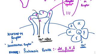 Skeletal muscle relaxants [upl. by Otrevlig]