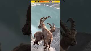 ibex animal 😨 ibex goat shorts [upl. by Uohk]