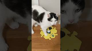 Trained Cat FluentPet [upl. by Michelina]