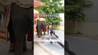 Speed Finds A Twerking Elephant In Thailand 😂short shorts funny [upl. by Crenshaw643]