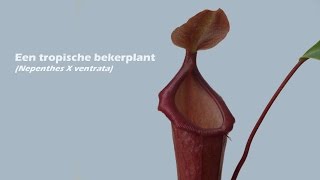 De groei en bouw van een tropische bekerplant Nepenthes x ventrata [upl. by Ky]