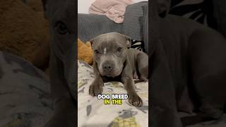 Your sign to get a staffy shorts dog puppy cute viralvideo [upl. by Yhtir]