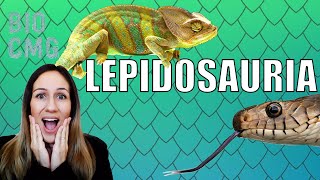 Lepidosauria  Classificação e Biologia dos tuatara lagartos e cobras [upl. by Oisangi]