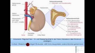 ACTH Cortisol Androgene Aldosteron 58 [upl. by Sateia]