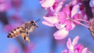 Insektenbestäubung  Trailer Schulfilm Biologie [upl. by Hyacintha]