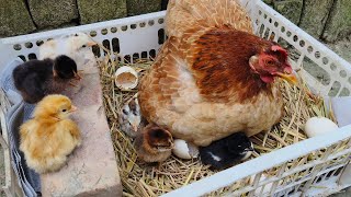 Hatching chickens from 14 eggs naturally using one mother hen [upl. by Ellerd]