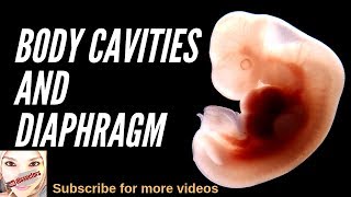 Special embryology  Body cavities and diaphragm [upl. by Yltneb]