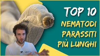 I 10 NEMATODI PARASSITI più LUNGHI [upl. by Askwith647]