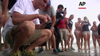 A rehabilitated green sea turtle returns to Florida waters with the help of a longdistance swimmer [upl. by Widera]