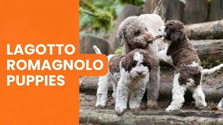 Where to Find Lagotto Romagnolo Puppies for Sale [upl. by Tricia241]