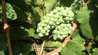 The Life Story of a Grape Cluster  Grape Video 5 [upl. by Ash245]