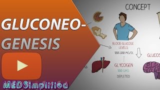 Gluconeogenesis Pathway Made Simple  BIOCHEMISTERY [upl. by Quillon145]