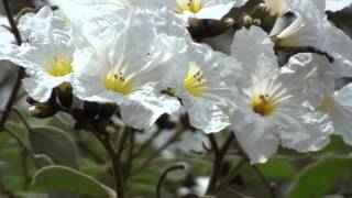 Cordia boissieri Anacahuita Mexican Olive [upl. by Clem]