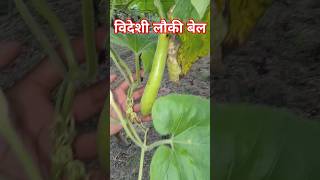 लौकी की बेल कैसा लगा घर पर  विदेशी लौकी  How to grow gourd vine at home  Foreign gourd grow [upl. by Eimat]