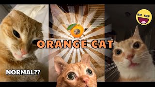 Why Are Orange Cats So Crazy  Funny Cats Compilation 1 [upl. by Airetnuhs]