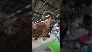 Mouflon Sheep Full Mount  SIT Species  Splitting Image Taxidermy [upl. by Negeam]